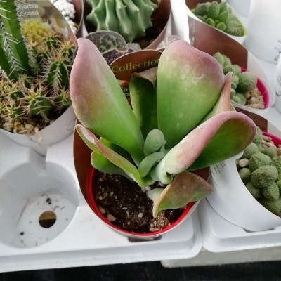 Kalanchoe oricla V. 8,5cm