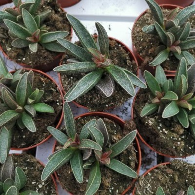 Conjunto de plantas suculentas em vasos castanhos com terra