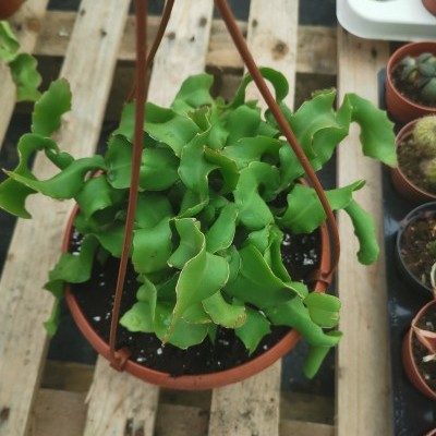 Vaso suspenso com planta de folhas verdes onduladas sobre palete de madeira