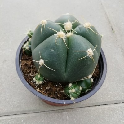 Gymnocalcium horstii v.13cm