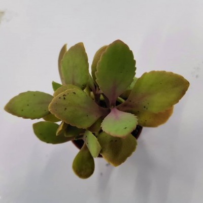 Kalanchoe 5,5cm