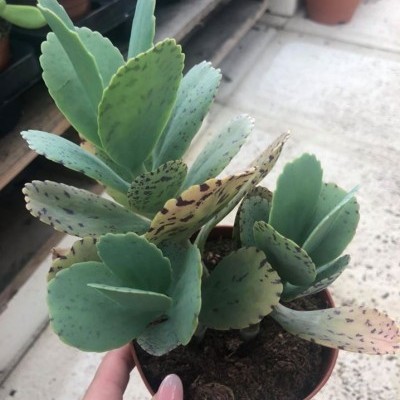Kalanchoe marmorata v.13cm