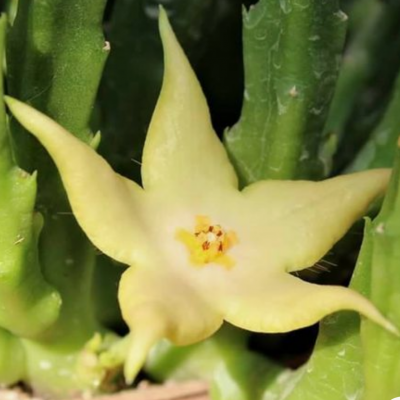 Stapelia divarica