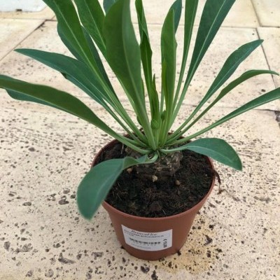 planta verde em vaso castanho sobre chão de pedra
