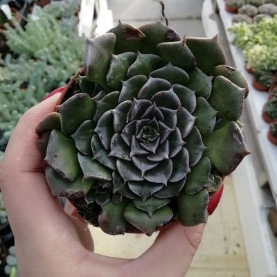 Graptopetalum bellum v.8,5cm