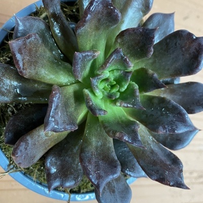 Suculenta com folhas verdes e púrpuras num vaso azul sobre madeira clara