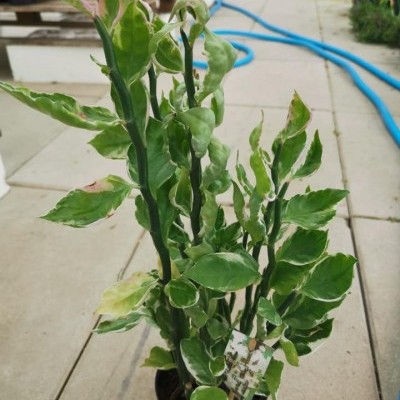 Pedilanthus variegata v.14cm