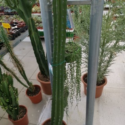 Polaskia chichipe v.20cm