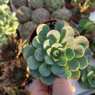 Suculenta verde em vaso de barro segurada por mão, com outras suculentas ao fundo