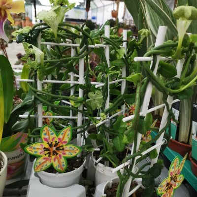 Ceropegia sandersonii