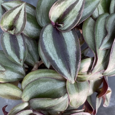 Planta com folhas verdes e roxas em fundo cinza desfocado
