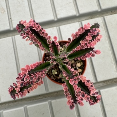 Kalanchoe pink Butterfly V8,5cm