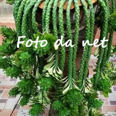 Vaso com plantas suculentas verdes e texto Foto da net