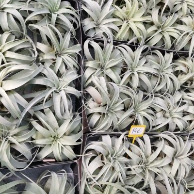 Tillandsia Xerographica