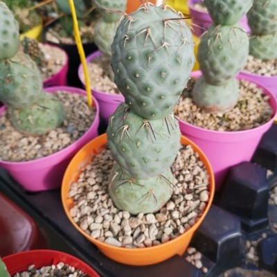 Tephrocactus geometrizans V.14cm