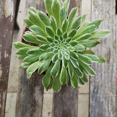 Planta suculenta verde num vaso sobre madeira envelhecida