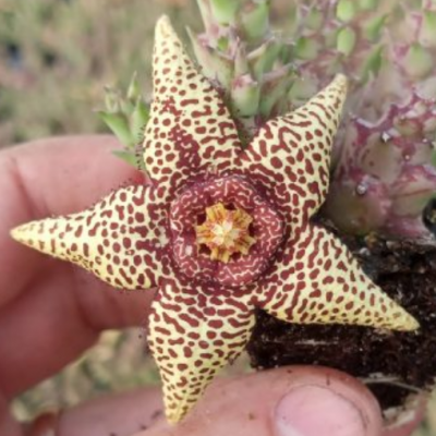 Orbea "halipedicola X"