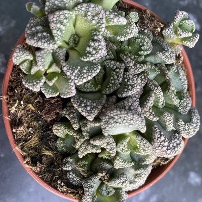 Titanopsis calcarea