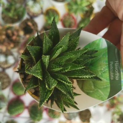 Planta suculenta Haworthia Reticulata em vaso branco com fundo de outras plantas
