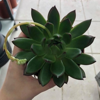 Planta suculenta verde com bordas avermelhadas numa mão em chão de azulejos