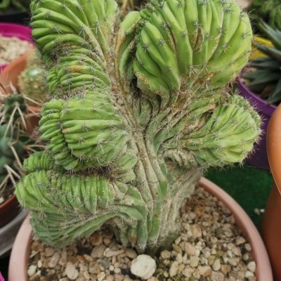 Polaskia chichipe cristata v.20cm