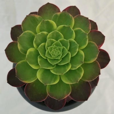 Aeonium Halloween Variegata