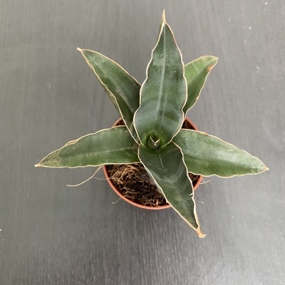 Sansevieria Ehrenbergii Samurai Dwarf