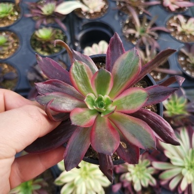 Aeonium eden V.8,5cm