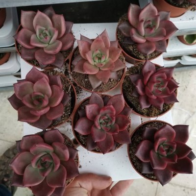 Oito pequenos vasos com suculentas vermelhas e verdes em superfície branca.