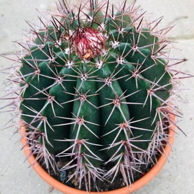 Melanocactus v.17cm