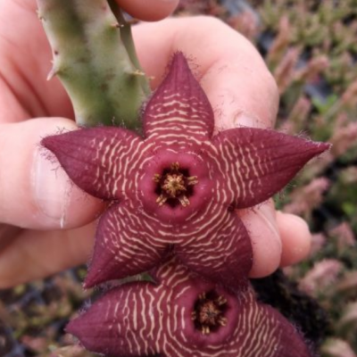 Tomotriche Revoluta Var. Tigrida