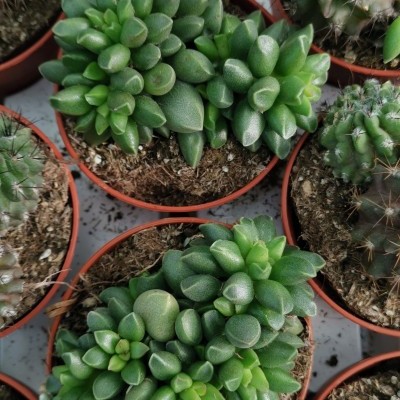 plantas suculentas e cactos em vasos pequenos de plástico