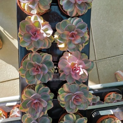 Conjunto de 10 suculentas Echeveria em vasos de plástico castanhos, folhas verde e rosa, em bandeja preta.