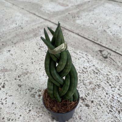 Planta Suculenta Sansevieria trançada em vaso preto com folhas verdes cilíndricas