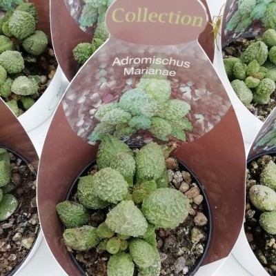 Suculentas Adromischus marianae em vasos com etiquetas marrons