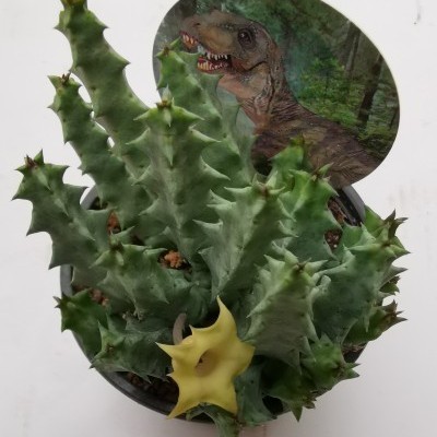 Huernia primulina thuretii