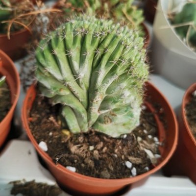 Polaskia chichipe cristata v.12cm