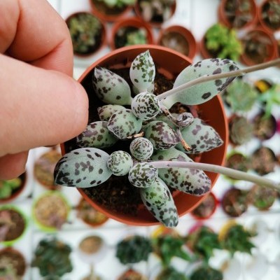 Adromischus cooperi var. festivos V.8,5cm