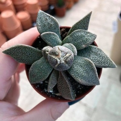 Aloinopsis rubrolineata v.5,5cmaloi