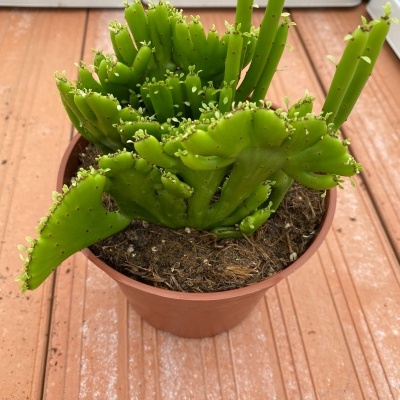 Cacto verde num vaso de plástico castanho sobre piso de madeira.