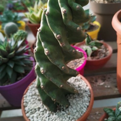 Cereus Forbesii Spiralis v.13cm