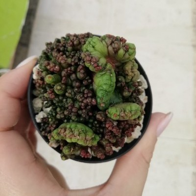 Planta suculenta verde e castanha numa panela preta com substrato rochoso, mão a segurá-la, fundo claro