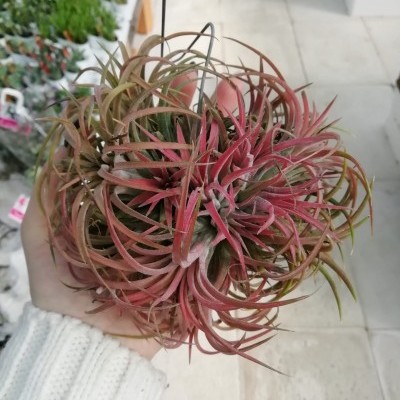 Tillandsia XXL red