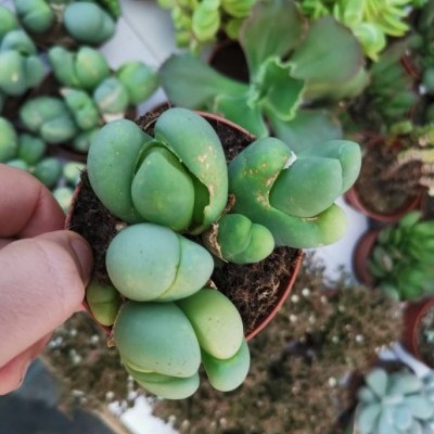 Gibbaeum pubescens 8,5cm