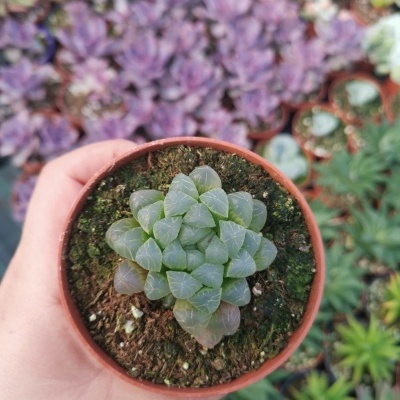Planta suculenta verde em vaso de plástico castanho com plantas desfocadas ao fundo