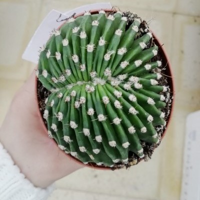 Echinopsis Multiplex Cristata 8,5cm