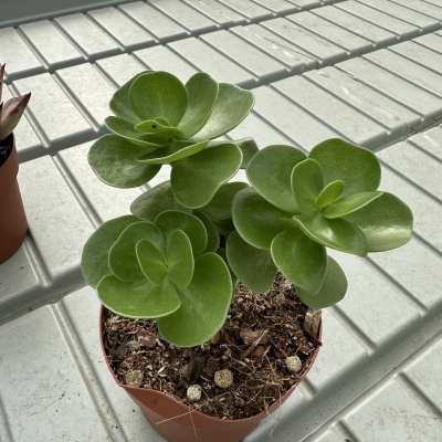 Portulaca molokiniensis 12cm