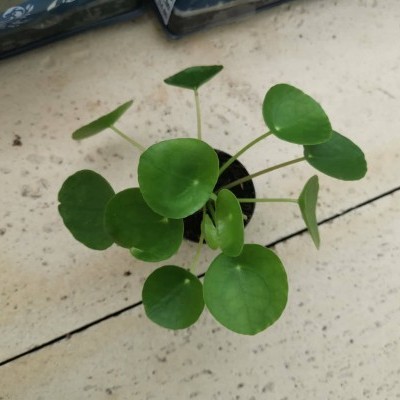Pilea 5,5cm