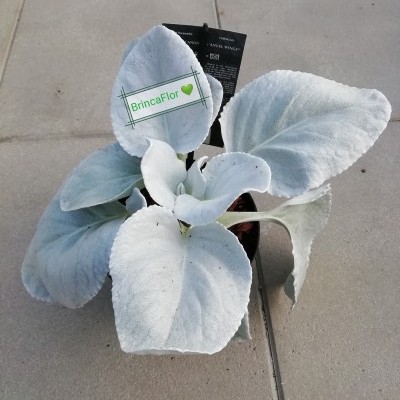Planta artificial com folhas brancas e textura aveludada num vaso pequeno sobre azulejos