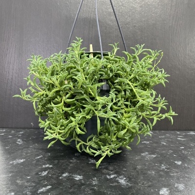 Planta pendente suculenta em vaso preto com suporte de pendurar